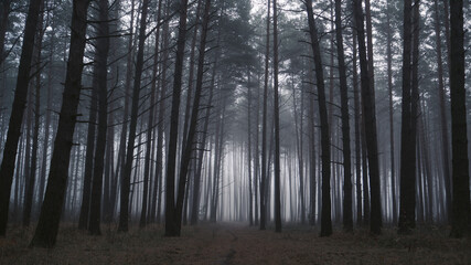 Misty and dark pine woods . Autumn gloomy landscape
