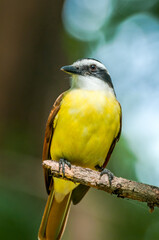 Great Kiskadee (Pitangus sulphuratus) in tropical forest of Papaturro River area, Nicaragua