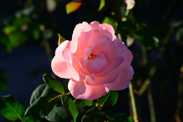 ピンク系のバラ