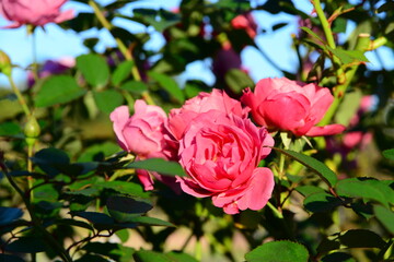 ピンク系のバラ
