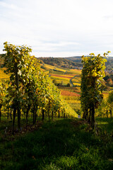 Fototapeta na wymiar bunt gefärbtes Weinlaub an den Rebstöcken im Weinberg, Sonneneinstrahlung bringt die Hanglagen der Weingärten im Herbst zum leuchten.
