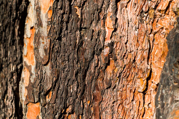 pine tree bark and body background, close-up and macro of wooden material