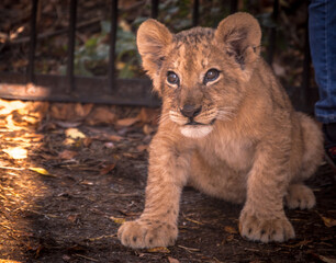 portraits of a charismatic little lion cub