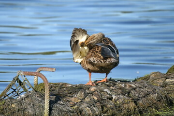 Mallard duck sitting on riverbank