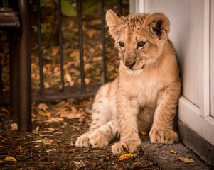 portraits of a charismatic little lion cub