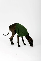 Italian Greyhound wearing green sweater, Piccolo Levriero Italiano, isolated on white, studio shot