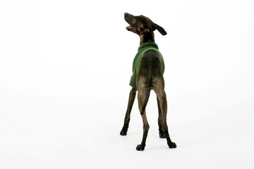 Italian Greyhound wearing green sweater, Piccolo Levriero Italiano, isolated on white, studio shot