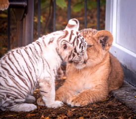 lion cub and tiger cub share secrets