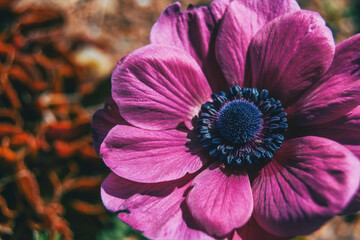 Naklejka premium Macro of an isolated pink flower of anemone coronaria