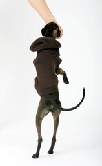 Italian Greyhound wearing brown sweater, Piccolo Levriero Italiano, isolated on white, studio shot