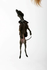 Italian Greyhound wearing brown sweater, Piccolo Levriero Italiano, isolated on white, studio shot