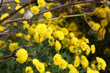 A bush of small lush yellow chrysanthemums. Autumn bloom of chrysanthemums - natural background