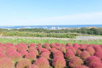 紅葉して真っ赤なコキア
