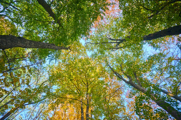 View to the treetops in the autumn forest