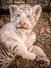 portraits of a tiny white tiger cub
