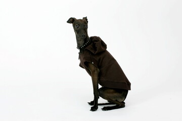 Italian Greyhound wearing brown sweater, Piccolo Levriero Italiano, isolated on white, studio shot