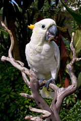 Sulphur-created Cockatoo (Cacatua galerita)