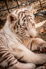portraits of a tiny white tiger cub