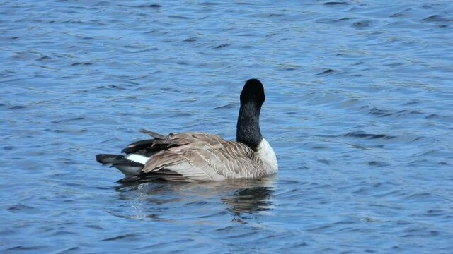 Kanadagans&nbsp;(Branta canadensis) macht Rolle vorw&auml;rts