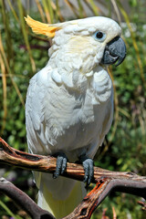Sulphur-created Cockatoo (Cacatua galerita)