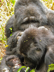 Gorilla familly mom, one month old baby and a big silverback male in the wild, in Bwindi, Uganda © Cristina