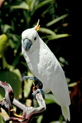 Sulphur-created Cockatoo (Cacatua galerita)