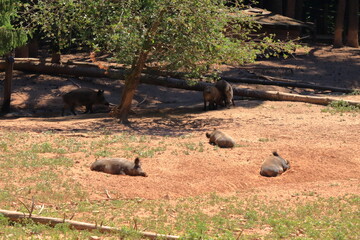 wild boar, sus scrofa, chilling in the wildlife Park in Silz/Palatinate in Germany