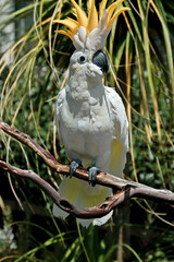 Sulphur-created Cockatoo (Cacatua galerita)