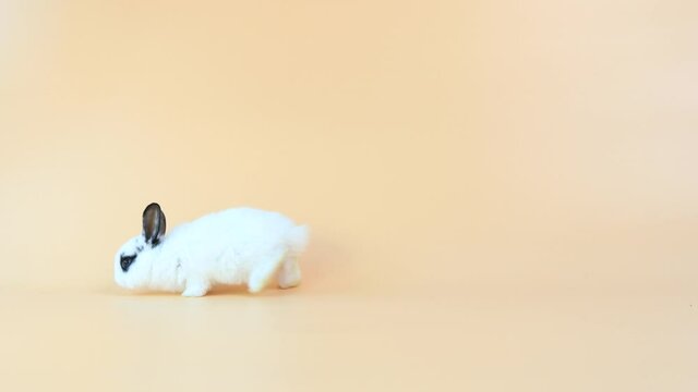 A baby bunny easter rabbit running around, sniffing, looking around, on light orange background. Lovely bunny easter rabbit.