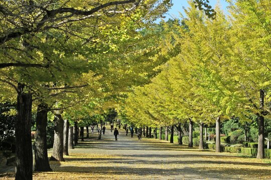 秩父ミューズパークのイチョウ並木 (スカイロード)(秋/紅葉)