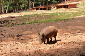 wild boar, sus scrofa, chilling in the wildlife Park in Silz/Palatinate in Germany
