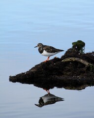 tournepierre à collier sur un rocher en Bretagne