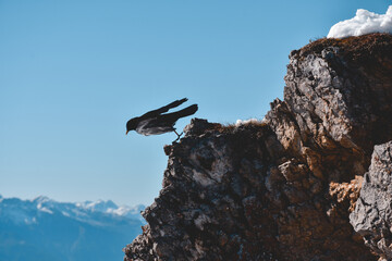 Fototapeta premium Vogel in Bayern