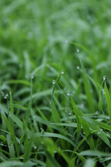 spring season abstract natural background of green rice farm close up with water drop . grass with water drops . 