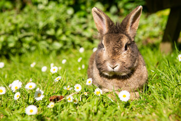 Cute rabbit sitting in grass amongst daisies