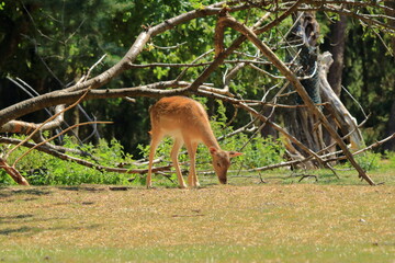 Wild roe deer in the wildlife Park in Silz/Palatinate in Germany