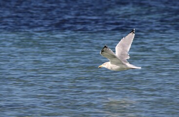 goéland volant au dessus des flots