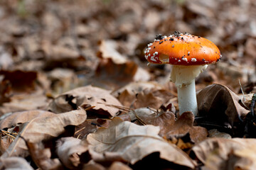 Fly agaric or Amanita muscaria. A toxic inedible mushroom in forest nature