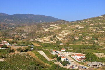 Vineyards on the slopes of the Troodos Mountains near Agios Amvrosios. Sunny summer day in Cyprus.