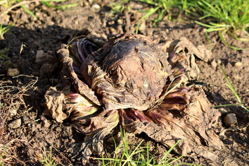 Ripe old Cabbage or Headed cabbage leafy annual vegetable plant with thick green leaves left in local organic home garden surrounded with grass and other plants on warm sunny winter day