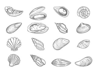 Oyster. Seafood gourmet products natural fresh shells vector doodle collection. Sea menu oyster, cooking delicious or prepared delicacy illustration