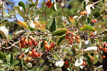Close view of cluster of berries of greak whitebeam (Sorbus graeca)