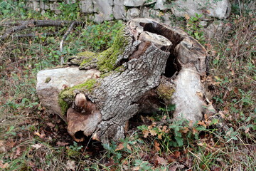 Unusual strange looking tree stump with holes and broken tree bark covered with moss left in abandoned public park surrounded with fallen leaves and dry grass next to traditional stone wall on cold