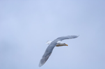 Glaucous Gull (Larus hyperboreus) in Barents Sea coastal area, Russia