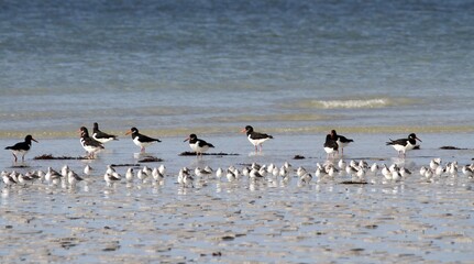 oiseaux marins,huîtrier pie,bécasseau sanderling
