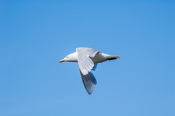 Glaucous Gull (Larus hyperboreus) in Barents Sea coastal area, Russia