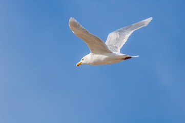 Glaucous Gull (Larus hyperboreus) in Barents Sea coastal area, Russia