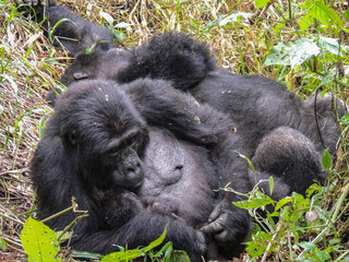 Gorilla family; mom, one month old baby and a big silverback in the wild, in Bwindi, Uganda