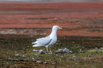 Glaucous Gull (Larus hyperboreus) in Barents Sea coastal area, Russia
