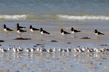 oiseaux marins sur un rivage breton